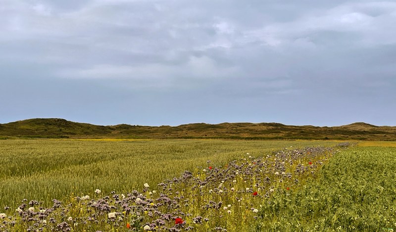 2025-06 - Texel Flower Scape - 2025-06-25 12.28.22.edit.editted